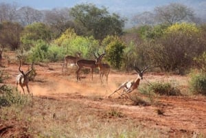 Safari di 2 giorni alla fauna selvatica nel Parco Tsavo Est e Tsavo Ovest