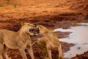Safari di 2 giorni alla fauna selvatica nel Parco Tsavo Est e Tsavo Ovest