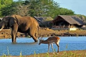 Safari di 2 giorni alla fauna selvatica nel Parco Tsavo Est e Tsavo Ovest