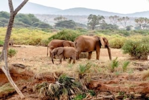 Safari di 2 giorni nel parco Tsavo Est e Tsavo Ovest