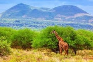 Safari di 2 giorni nel parco Tsavo Est e Tsavo Ovest