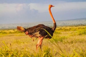 Safari di 2 giorni nel parco Tsavo Est e Tsavo Ovest