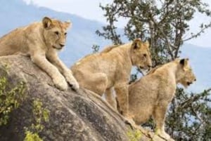 Safari di 2 giorni nel parco Tsavo Est e Tsavo Ovest