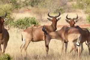 Safari di 2 giorni nel parco Tsavo Est e Tsavo Ovest