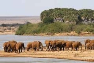 Safari di 2 giorni nel parco Tsavo Est e Tsavo Ovest