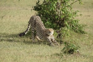 Safari di 2 giorni alla fauna selvatica nel Parco Tsavo Est e Tsavo Ovest