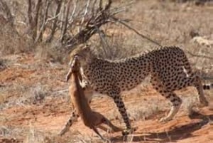 Safari di 2 giorni nel parco Tsavo Est e Tsavo Ovest