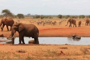 Safari di 2 giorni alla fauna selvatica nel Parco Tsavo Est e Tsavo Ovest