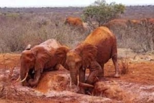 Safari di 2 giorni alla fauna selvatica nel Parco Tsavo Est e Tsavo Ovest
