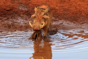 Safari di 2 giorni nel parco Tsavo Est e Tsavo Ovest
