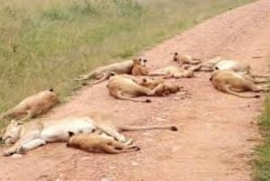 Safari di 2 giorni nel parco Tsavo Est e Tsavo Ovest