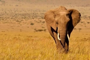 Safari di 2 giorni nel parco Tsavo Est e Tsavo Ovest