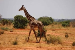 Safari di 2 giorni nel parco Tsavo Est e Tsavo Ovest