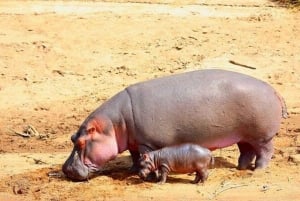 Safari di 2 giorni nel parco Tsavo Est e Tsavo Ovest