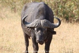 Safari di 2 giorni nel parco Tsavo Est e Tsavo Ovest