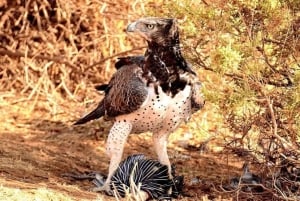 Safari di 2 giorni nel parco Tsavo Est e Tsavo Ovest