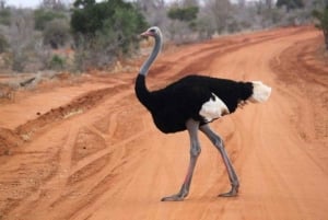 Safari di 2 giorni nel parco Tsavo Est e Tsavo Ovest