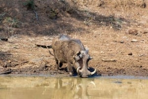 Safari di 2 giorni nel parco Tsavo Est e Tsavo Ovest
