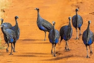 Safari di 2 giorni nel parco Tsavo Est e Tsavo Ovest