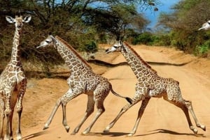 Safari di 2 giorni nel parco Tsavo Est e Tsavo Ovest