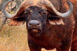 Safari di 2 giorni nel parco Tsavo Est e Tsavo Ovest