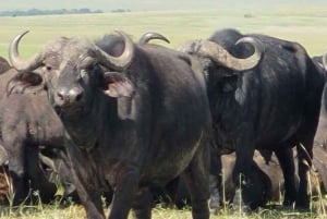 Safari di 2 giorni nel parco Tsavo Est e Tsavo Ovest