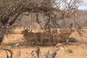 Safari di 2 giorni nel parco Tsavo Est e Tsavo Ovest