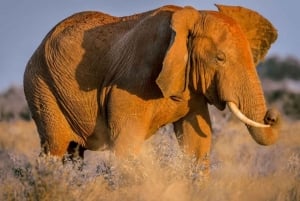 Safari di 2 giorni nel parco Tsavo Est e Tsavo Ovest