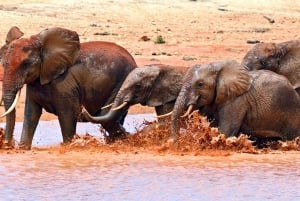 Safari di 2 giorni nel parco Tsavo Est e Tsavo Ovest