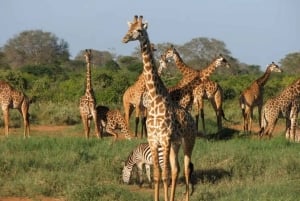 Safari di 2 giorni nel parco Tsavo Est e Tsavo Ovest