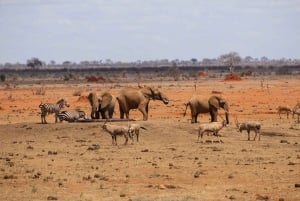 Safari di 2 giorni nel parco Tsavo Est e Tsavo Ovest