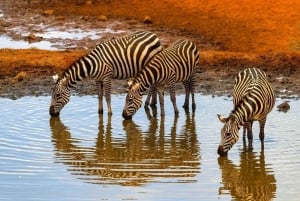 Safari di 2 giorni nel parco Tsavo Est e Tsavo Ovest