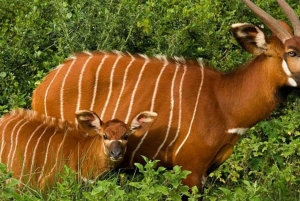 Safari di 2 giorni nel parco Tsavo Est e Tsavo Ovest