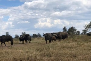 Safari di 2 giorni nel parco Tsavo Est e Tsavo Ovest