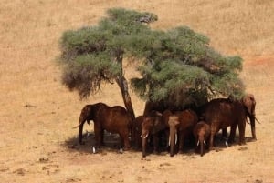 Safari di 2 giorni nel parco Tsavo Est e Tsavo Ovest