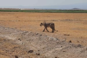 2 päivän villieläinsafari Tsavo East & Tsavo West Parkiin