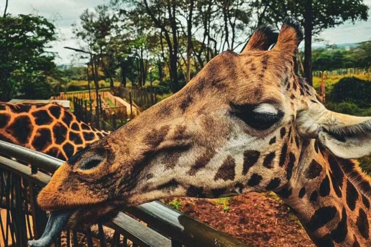 Visite privée de 2 heures au centre des girafes à Nairobi