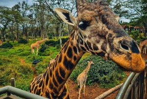 Privétour van 2 uur in het Giraffencentrum in Nairobi
