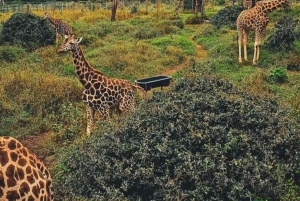 2-timmars privat rundtur i Giraffcentret i Nairobi