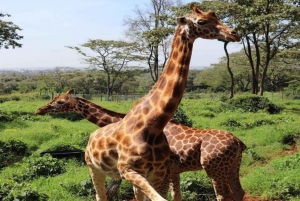 Visite privée de 2 heures au centre des girafes à Nairobi