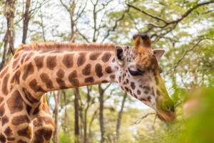 2-Hour Private Tour in Giraffe Centre in Nairobi