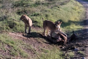 2 Nights 3 Days Maasaimara Safari