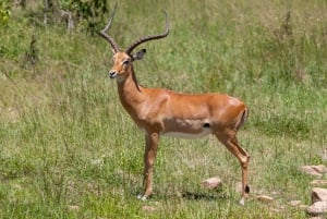 3-Day Amboseli, Masai Mara National Park