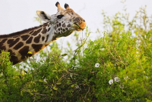 3-Day Amboseli, Masai Mara National Park
