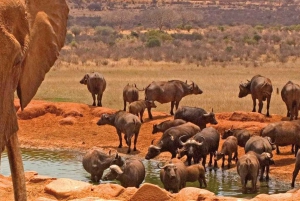3-Day Amboseli National Park Camping Safari on 4x4 Jeep