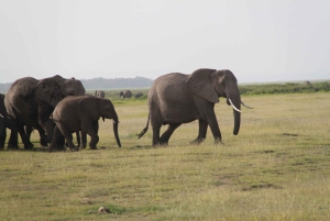 3-Day Amboseli National Park Camping Safari on 4x4 Jeep