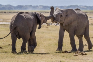 3-Day Amboseli National Park Camping Safari on 4x4 Jeep