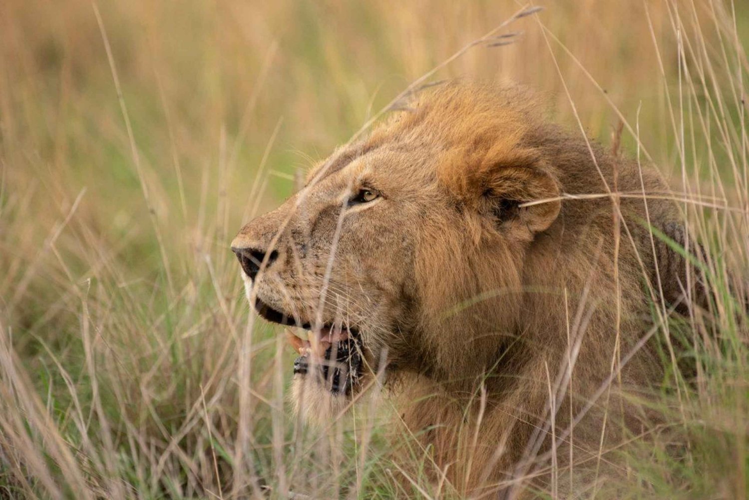 3- Day Amboseli National Park Magical Safari