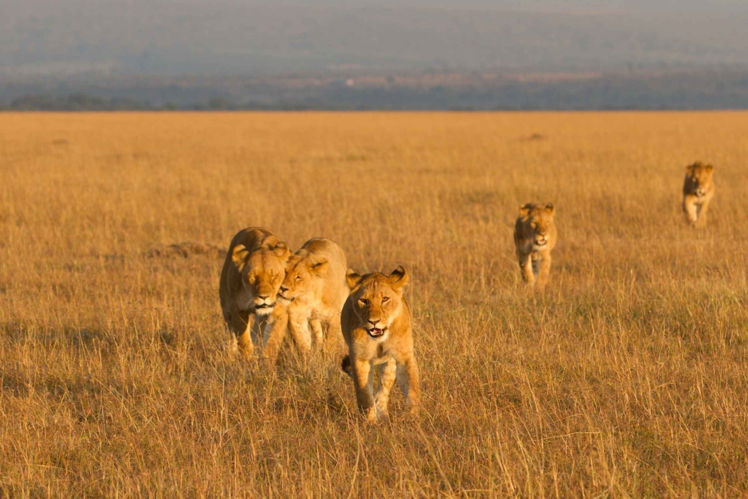 3-Day Best of Maasai Mara Safari in Kenya