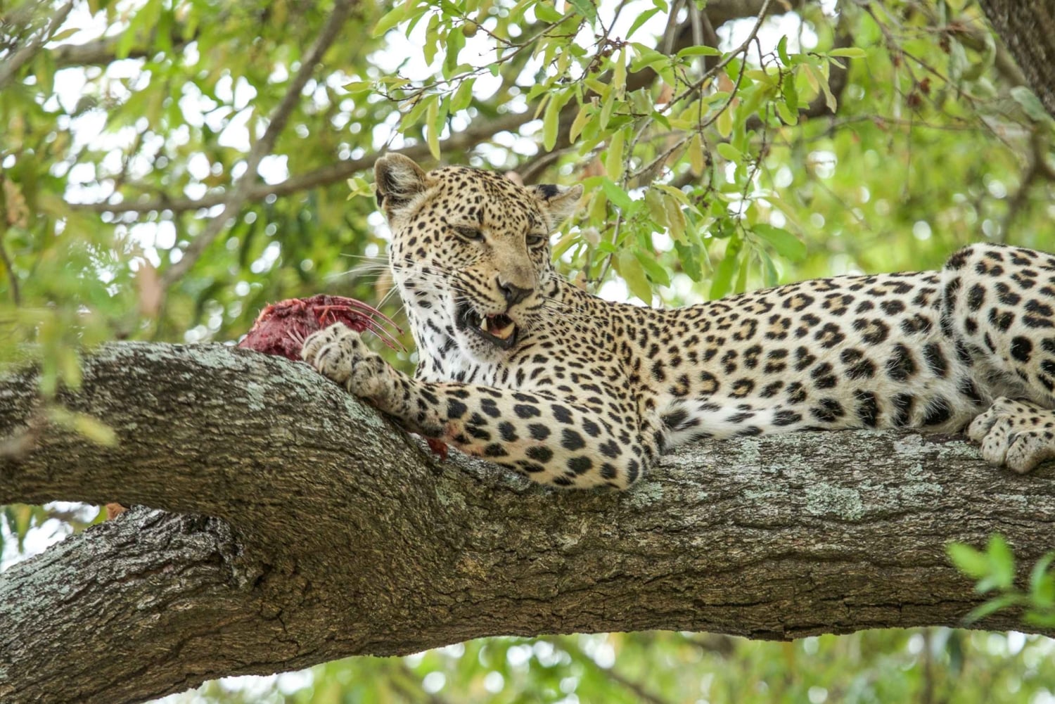3-Day Best of Maasai Mara Safari in Kenya